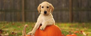 Preview wallpaper labrador retriever, foliage, autumn, dog, pumpkin, puppy