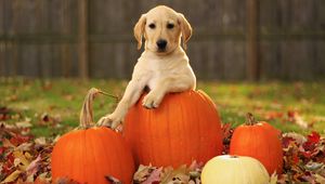 Preview wallpaper labrador retriever, foliage, autumn, dog, pumpkin, puppy