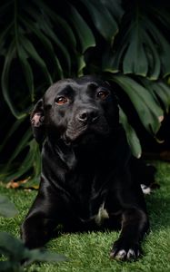 Preview wallpaper labrador retriever, labrador, dog, pet