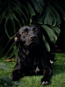 Preview wallpaper labrador retriever, labrador, dog, pet