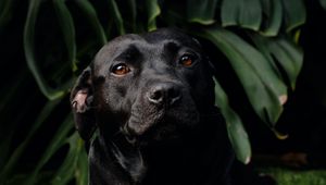 Preview wallpaper labrador retriever, labrador, dog, pet