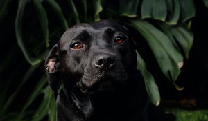 Preview wallpaper labrador retriever, labrador, dog, pet