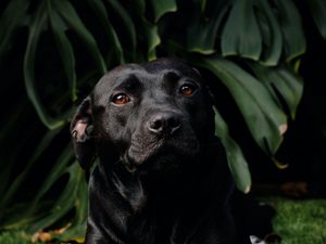 Preview wallpaper labrador retriever, labrador, dog, pet