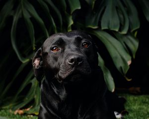 Preview wallpaper labrador retriever, labrador, dog, pet