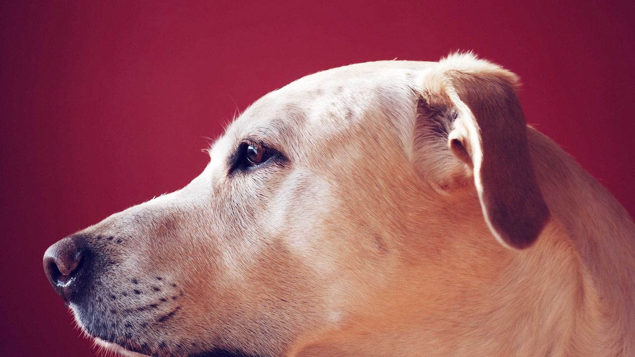 Wallpaper labrador retriever, look, face, profile, dog