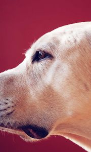 Preview wallpaper labrador retriever, look, face, profile, dog