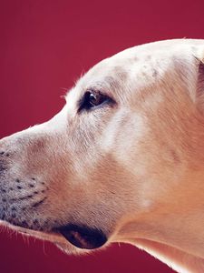 Preview wallpaper labrador retriever, look, face, profile, dog