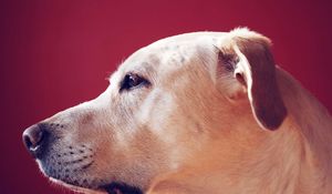 Preview wallpaper labrador retriever, look, face, profile, dog