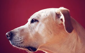 Preview wallpaper labrador retriever, look, face, profile, dog