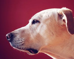 Preview wallpaper labrador retriever, look, face, profile, dog