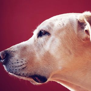 Preview wallpaper labrador retriever, look, face, profile, dog