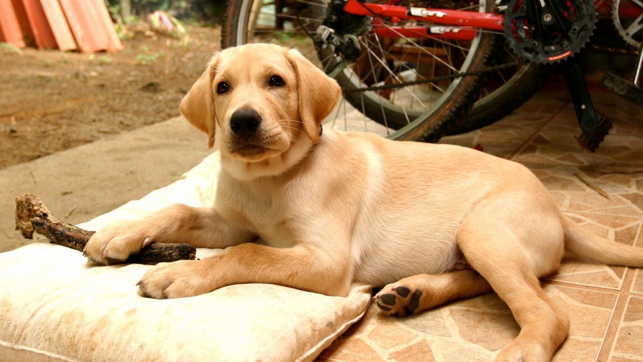 Wallpaper labrador, retriever, puppy, dog, lying, charming