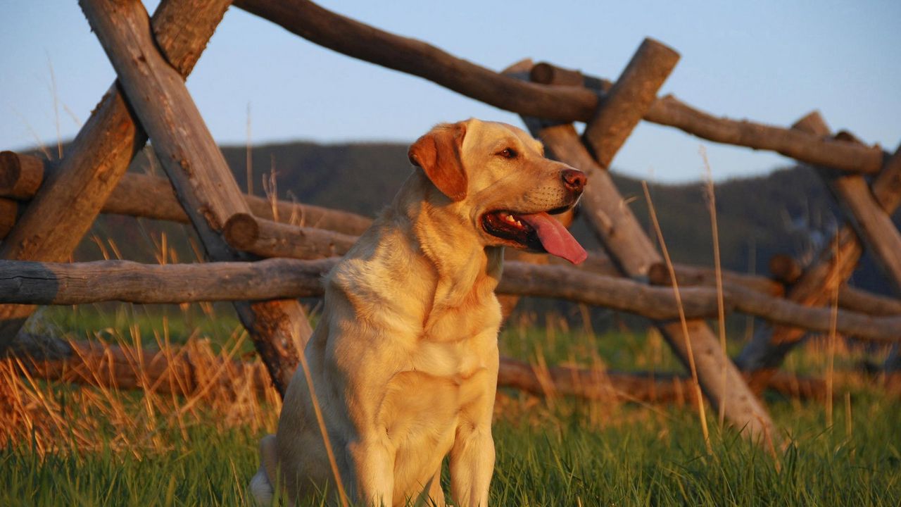 Wallpaper labrador, sunset, grass, fence, waiting for, dog