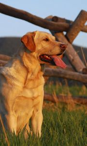 Preview wallpaper labrador, sunset, grass, fence, waiting for, dog