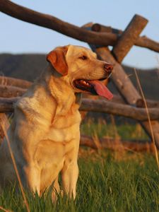 Preview wallpaper labrador, sunset, grass, fence, waiting for, dog