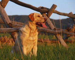 Preview wallpaper labrador, sunset, grass, fence, waiting for, dog