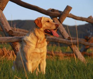Preview wallpaper labrador, sunset, grass, fence, waiting for, dog