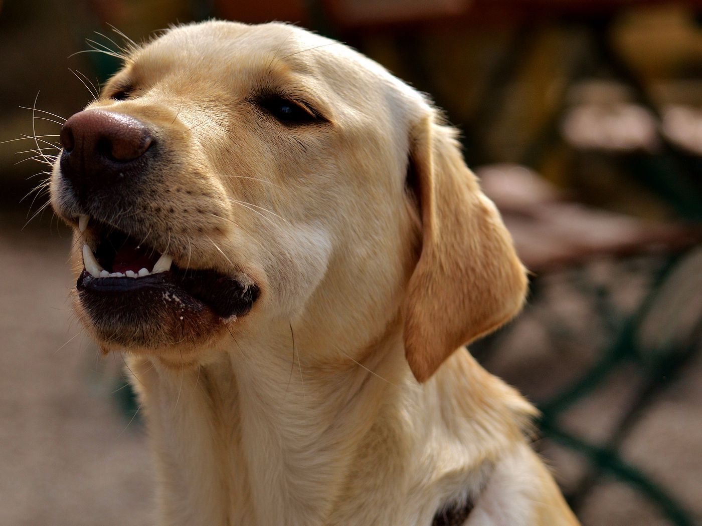 1400x1050 Wallpaper labrador, teeth, dog, muzzle