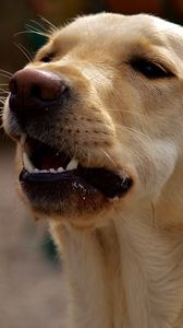 Preview wallpaper labrador, teeth, dog, muzzle