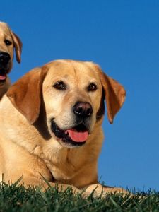 Preview wallpaper labradors, couple, dog, sit