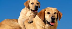 Preview wallpaper labradors, couple, dog, sit