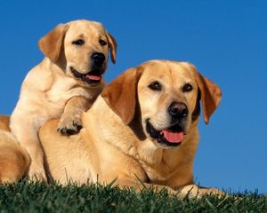 Preview wallpaper labradors, couple, dog, sit