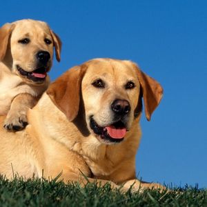 Preview wallpaper labradors, couple, dog, sit