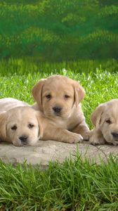 Preview wallpaper labradors, puppies, grass, family