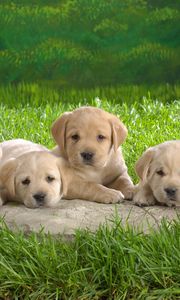 Preview wallpaper labradors, puppies, grass, family