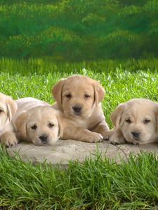 Preview wallpaper labradors, puppies, grass, family