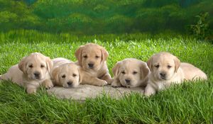 Preview wallpaper labradors, puppies, grass, family