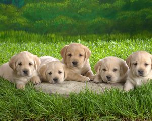 Preview wallpaper labradors, puppies, grass, family