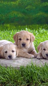 Preview wallpaper labradors, puppies, grass, lie, many