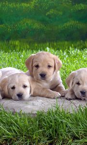 Preview wallpaper labradors, puppies, grass, lie, many