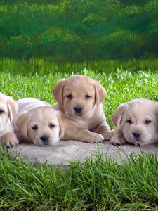 Preview wallpaper labradors, puppies, grass, lie, many