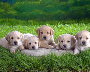 Preview wallpaper labradors, puppies, grass, lie, many