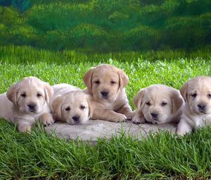 Preview wallpaper labradors, puppies, grass, lie, many