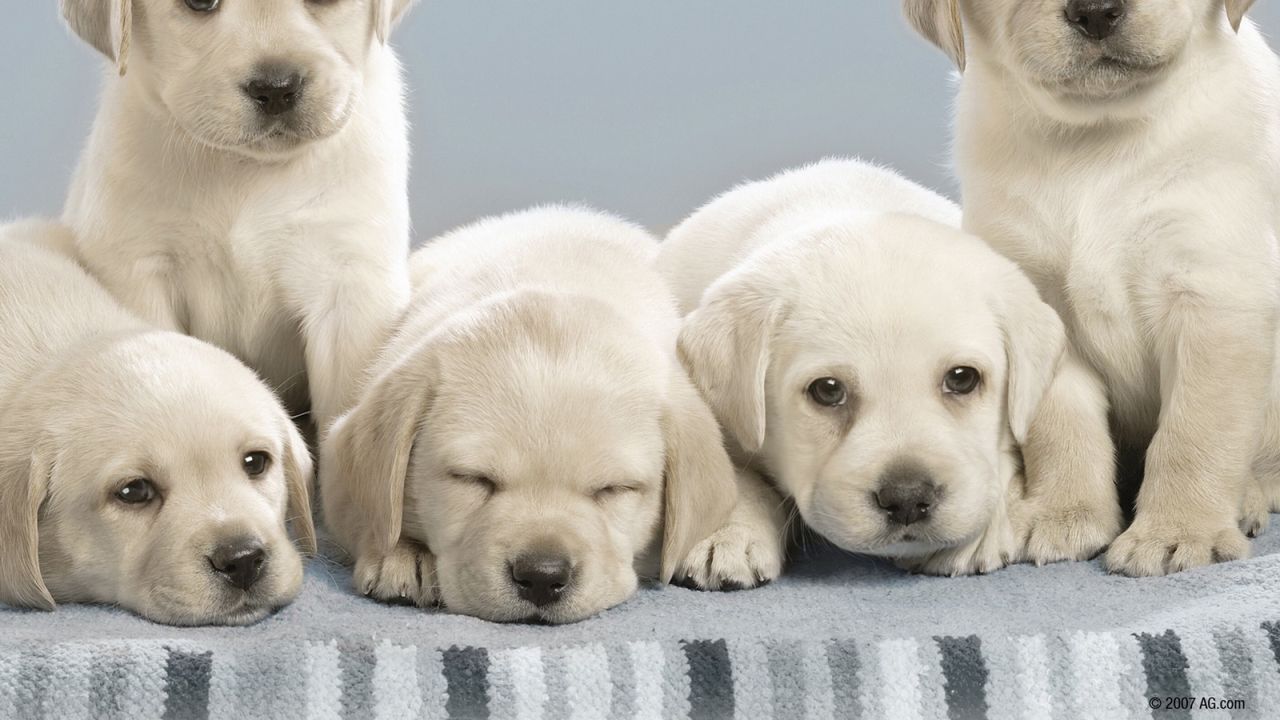 Wallpaper labradors, puppies, many, dogs