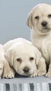 Preview wallpaper labradors, puppies, many, dogs