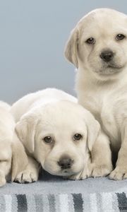 Preview wallpaper labradors, puppies, many, dogs