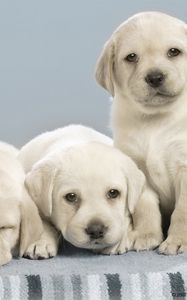 Preview wallpaper labradors, puppies, many, dogs