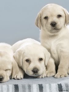 Preview wallpaper labradors, puppies, many, dogs