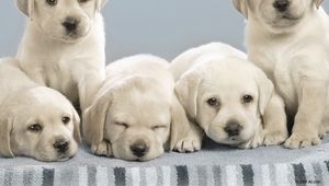 Preview wallpaper labradors, puppies, many, dogs