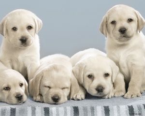 Preview wallpaper labradors, puppies, many, dogs