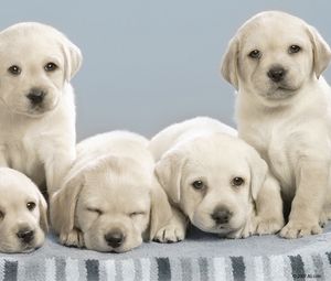 Preview wallpaper labradors, puppies, many, dogs