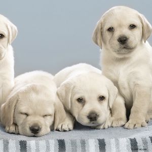 Preview wallpaper labradors, puppies, many, dogs