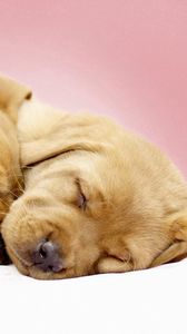 Preview wallpaper labradors, puppies, sleeping, cute