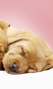 Preview wallpaper labradors, puppies, sleeping, cute