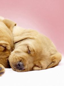 Preview wallpaper labradors, puppies, sleeping, cute