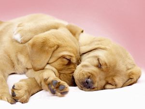 Preview wallpaper labradors, puppies, sleeping, cute